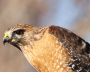 Red-shouldered Hawk