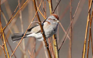 American-Tree-Sparrow---C-Routledge