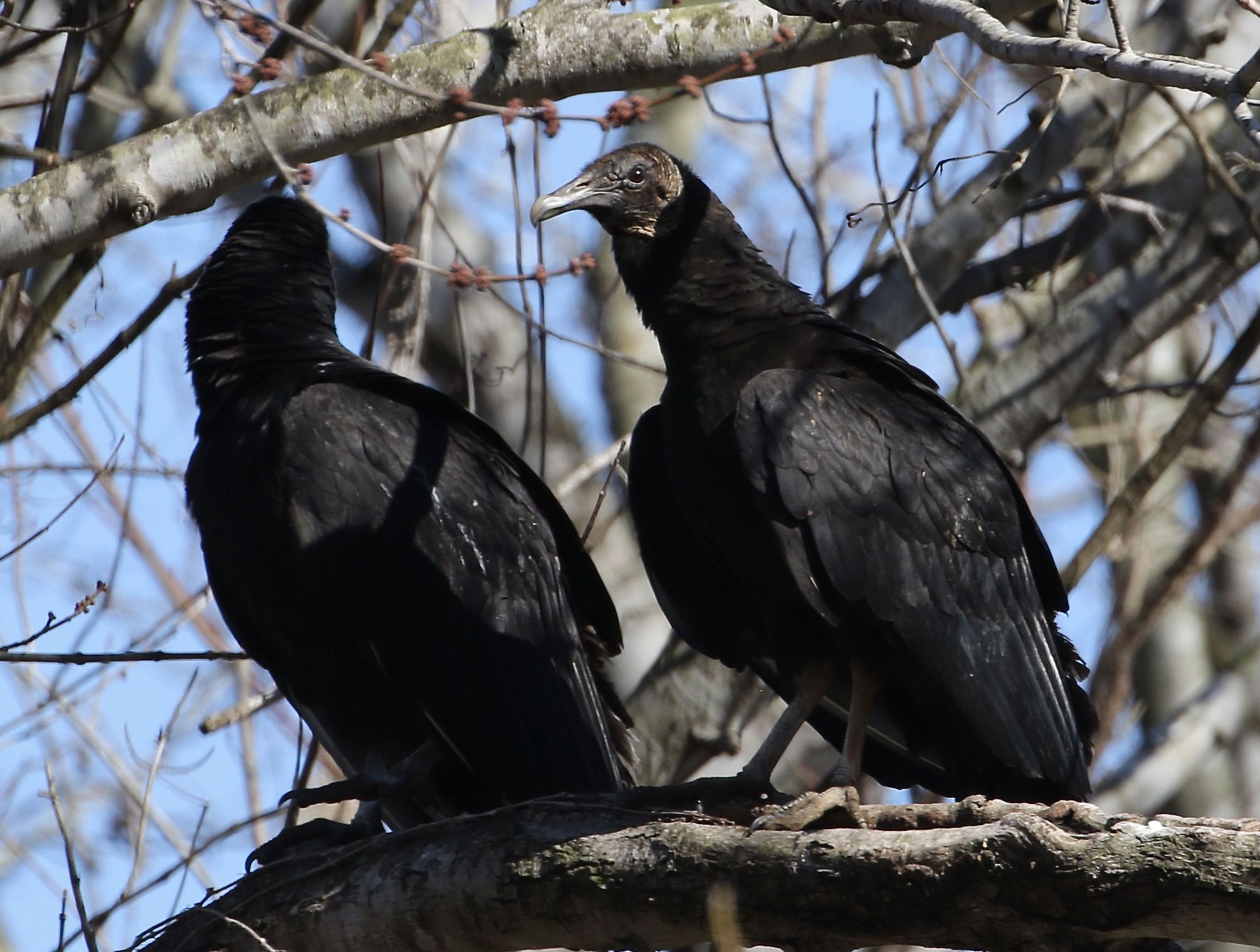 Black Vultures