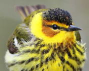 Cape May Warbler by Susie Russenberger