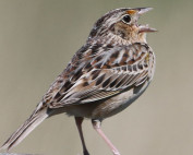 Grasshopper-Sparrow