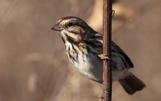 Song Sparrow