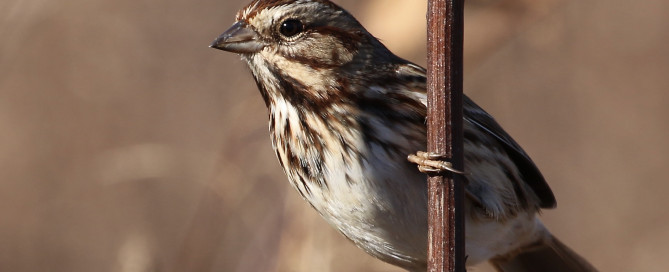 Song Sparrow