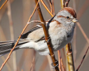 American Tree Sparrow