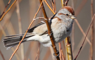 American Tree Sparrow