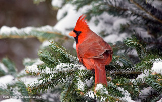 Northern Cardinal