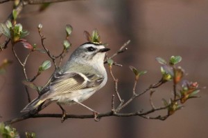 CBC Kinglet