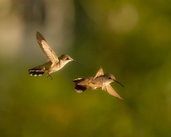 Ruby-throated Hummingbirds Photo by Anderson